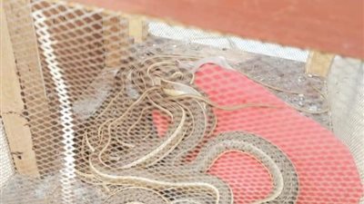 محافظة القاهرة تصادر حيوانات برية وسامة محظور بيعها من سوق الجمعة | صور 