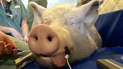 هل يجوز زرع أحد أعضاء الخنزير في جسم الإنسان للتداوي؟.. عضو لجنة الفتوى بالأزهر يجيب