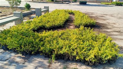 قبل افتتاح طريق الكباش.. آثار الكرنك: زرعنا الأشجار والنخيل لتحقيق مظهر حضاري متكامل