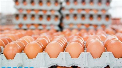 الكرتونة تخطت الـ 118 جنيها.. زيادة في أسعار البيض اليوم الثلاثاء 4 يونيو 2023 