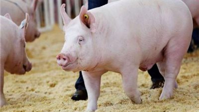 عالم أزهري: نقل كلية خنزير إلى إنسان حلال وجائز