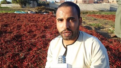 الشطة المولعة.. قرية دلجا الأولى في زراعة المحصول بالمنيا والمزارعين: بنصدرها للخارج