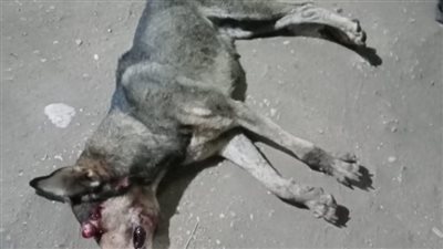 قتل كلب مسعور عقر 6 أطفال في قنا