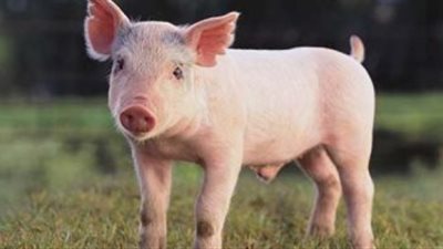  أمين الفتوى: نقل عضو من خنزير إلى إنسان جائز بضوابط لا بُدّ من مراعاتها |فيديو