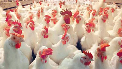 الفراخ بـ 33 جنيهًا.. تعرف على متوسط أسعار أهم السلع الغذائية خلال شهر