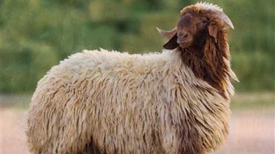 ذاكرة الأمثال.. اديني اليوم صوف وخد بكرة خروف