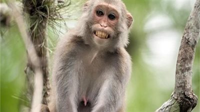 الإدارة المركزية لحدائق الحيوان تكشف تفاصيل ضبط أربعة نسانيس في العجوزة 