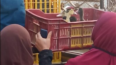 توزيع 1000 بطة على 50 سيدة ريفية بقرية إفلاقة في البحيرة 