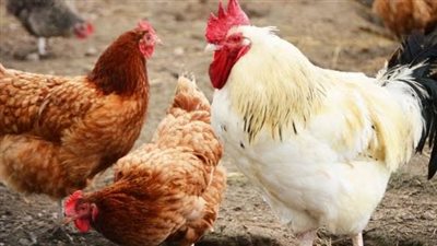 الفراخ البيضاء بـ 35 جنيها.. تعرف على أسعار الطيور اليوم بالأسواق 