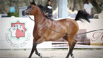 اليوم.. انطلاق بطولة الإمارات الوطنية لجمال الخيول العربية