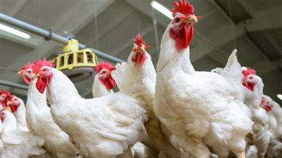 الفراخ البيضاء بـ 32 جنيهًا.. انخفاض بأسعار الدواجن في الأسواق اليوم