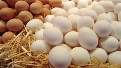 ارتفاع سعر كرتونة البيض لـ75 جنيها.. ومخاوف من توقف الإنتاج بعد زيادة الأعلاف