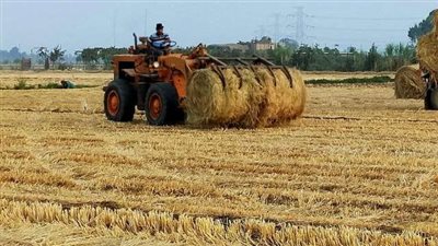 القرار صدر بعد الحصاد.. رئيس التعاونيات الزراعية: تسعير طن الأرز بـ6600 جنيه غير عادل