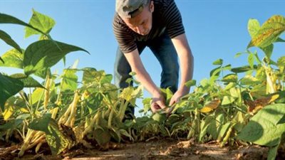  تعرف على أنشطة وجهود مديريات الزراعة والطب البيطري خلال الفترة الأخيرة 