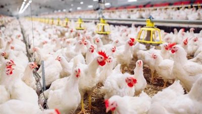 الفراخ البيضاء بـ 35 جنيهًا للكيلو.. ارتفاع طفيف في أسعار الطيور اليوم بالأسواق
