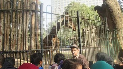 دببة وزراف.. حديقة الحيوان تستقبل حيوانات جديدة 