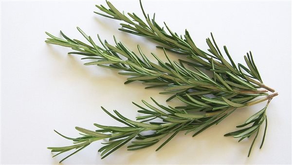 عشبة الأزير 