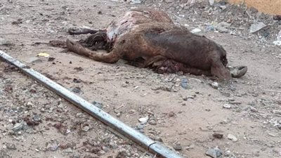 انتظام حركة القطار بكفر الزيات بعد رفع أشلاء قطيع ماشية دهسه قطار | صور