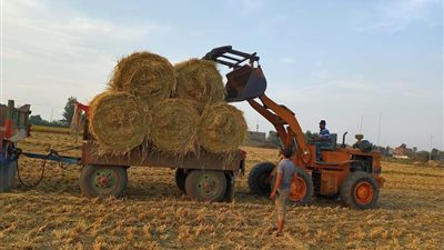 وكيل زراعة بالدقهلية: استقبال 148 ألف طن قش أرز بعد انتهاء الحصاد