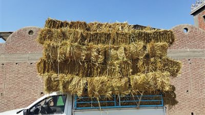 وزيرة البيئة: إجراءات قانونية تجاه 12 مزارعا حرقوا قش الأرز | صور