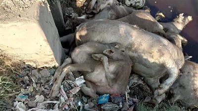 بيطري الغربية عن جثث المواشي في مصارف السنطة: مخلفات ليست وليدة اليوم 