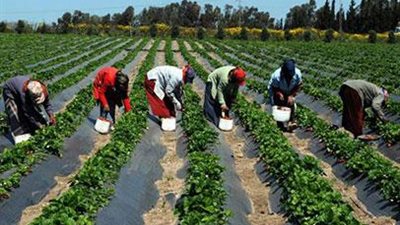 وقف الري وتأجيل القمح.. الزراعة تقدم روشتة للفلاحين لمواجهة التقلبات الجوية