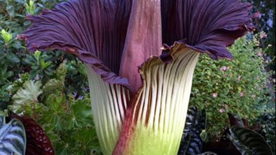 منذ 25 عاما.. أول ظهور لنبتة القضيب النادرة في هولندا | صور