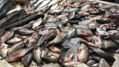 البلطي بـ10 جنيهات والجمبري بـ80.. انخفاض أسعار الأسماك اليوم بالإسماعيلية