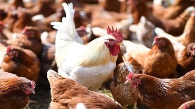 الفراخ البلدي بـ45 جنيها.. أسعار الدواجن والطيور بالأسواق المصرية اليوم