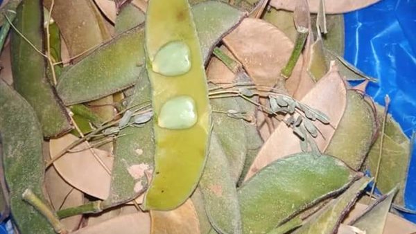 تسمم 6 أطفال لتناولهم