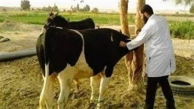 بيطري البحيرة: علاج 1218 وذبح 279 رأس ماشية خلال يوم