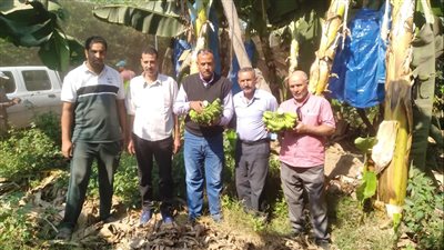 سحب عينات من محصول الموز بالبحيرة لتحليلها بالمعمل المركزي للمبيدات | صور 