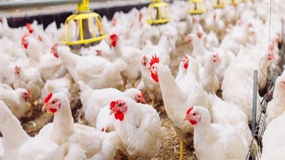 الفراخ البيضاء بـ32 جنيهًا للكيلو.. استقرار أسعار الدواجن والطيور بالأسواق