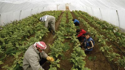 تعرف على أنشطة وزارة الزراعة خلال الفترة الماضية