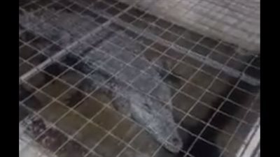 إصابة شخص إثر هجوم تمساح عليه في قرية غرب سهيل بأسوان