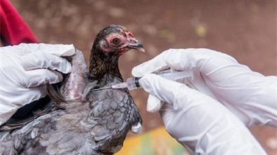 بعد تفشي نوع قاتل من إنفلونزا الطيور.. أمريكا تشدد إجراءات السلامة على منتجي الدواجن 