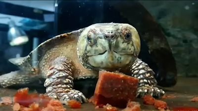 بالتزامن مع قمة المناخ.. سلاحف نادرة تقترب من الانقراض في بريطانيا