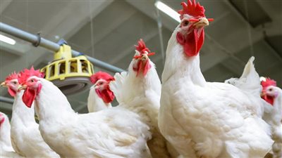 الفراخ البيضاء بـ30 جنيهًا والسمان بـ25.. انخفاض طفيف بأسعار الدواجن والطيور في الأسواق