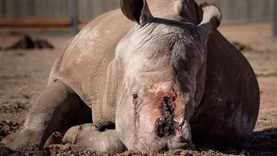 باكيًا ومهزومًا.. وحيد القرن يجلس حزينًا بعد قطع قرونه من قبل صيادين | صورة 