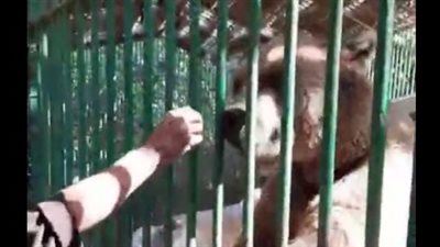 حارس قفص الدببة بحديقة الحيوان: بنقدملهم شاي وأرز بلبن بالعسل عشان يتدفوا