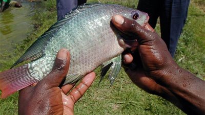 من بينها البلطي.. تعرف على أكثر أنواع الأسماك خطورة لاحتوائها على الزئبق