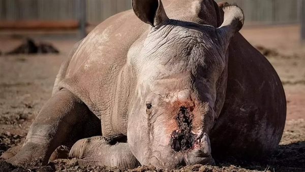 وحيد القرن بعد قطع