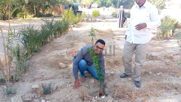 زراعة أشجار مثمرة