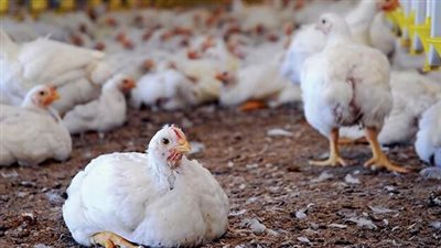 الفراخ البيضاء بـ28 جنيها للكيلو والبانيه بـ65.. انخفاض في أسعار الدواجن بالأسواق