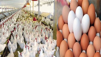 ارتفاع جديد في أسعار الدواجن والبيض اليوم الخميس 4 يناير 2024