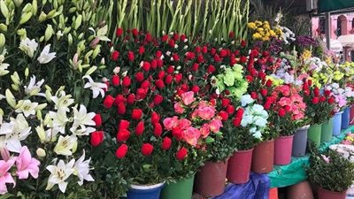 في عيد الحب.. رسالة من بائعي الورد: وردة زي عشرة المهم المعنى 