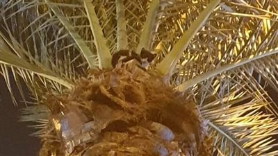 الحماية المدنية تنقذ قطة تسلقت نخلة بالإسماعيلية