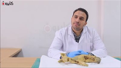 نجح في تحنيط ثعلب.. مدير مخزن المومياوات يكشف عوامل ومظاهر تلف المومياء