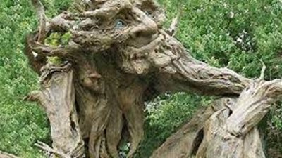 داعية إسلامي: تصميم أو تشكيل الأشجار على هيئة إنسان لا تجوز