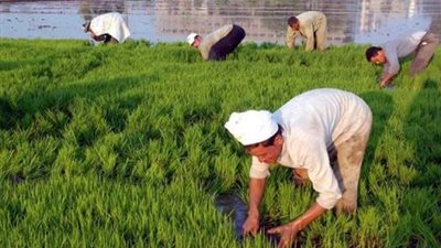 من 300 مليون لـ3.5 مليار جنيه.. معهد الاقتصاد الزراعي: طفرة كبيرة في موازنة وزارة الزراعة